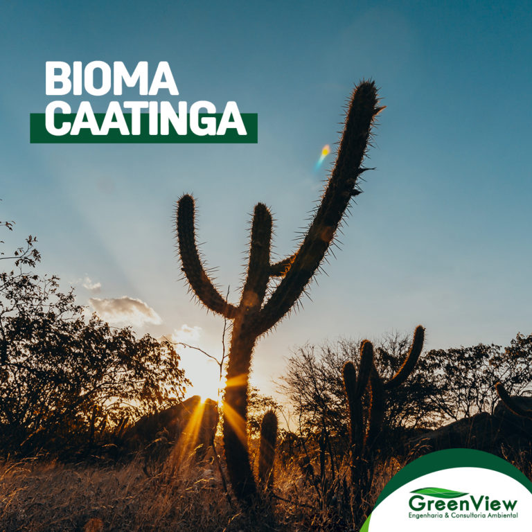 Bioma Caatinga