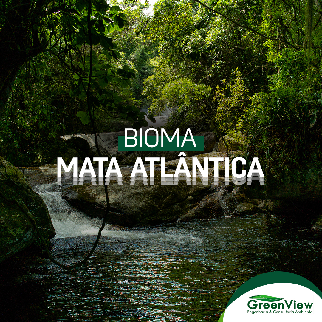 Bioma Mata Atlântica O Que é Greenview Consultoria 4834