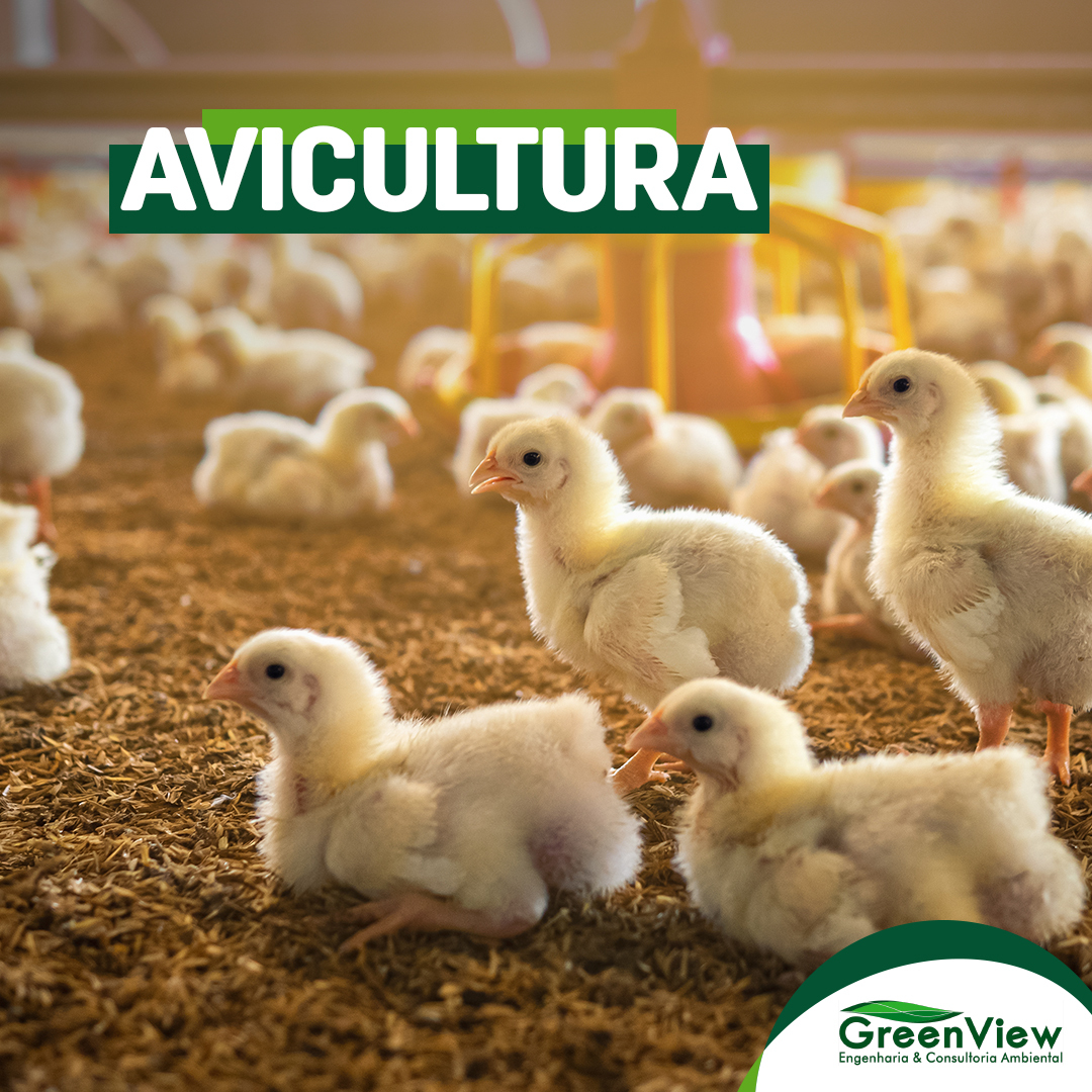 Avicultura, o que é ? Licenciamento Ambiental GreenView