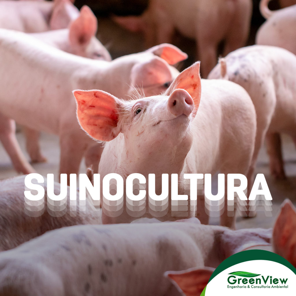 Suinocultura - Porcos em uma granja 